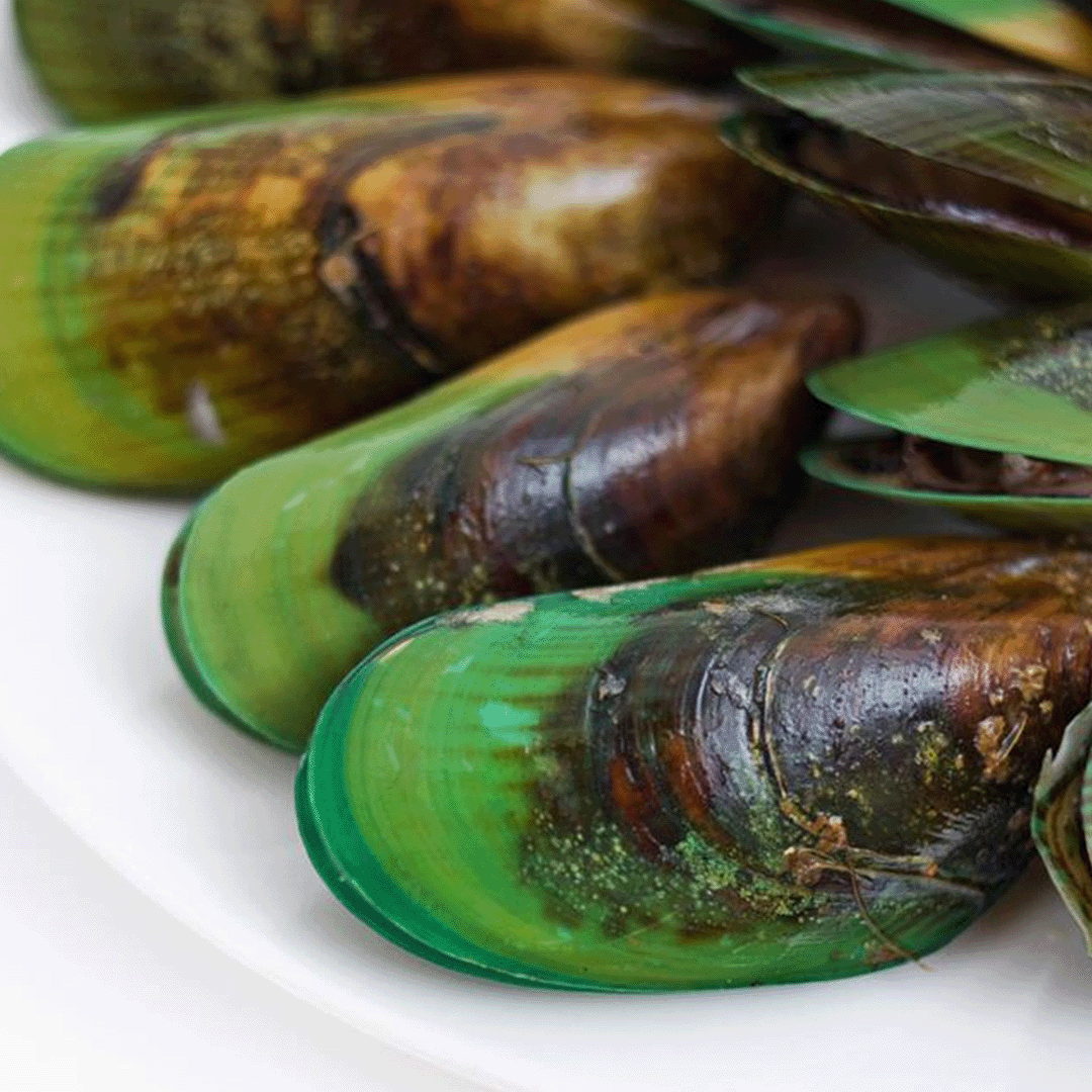 Green lipped Mussels For Dogs What Are The Benefits K9 Natural