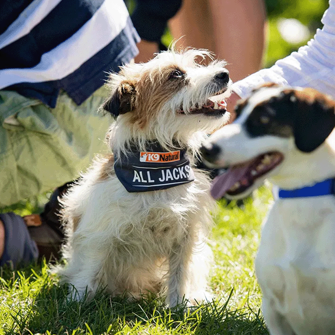 K9 harness sales for jack russell