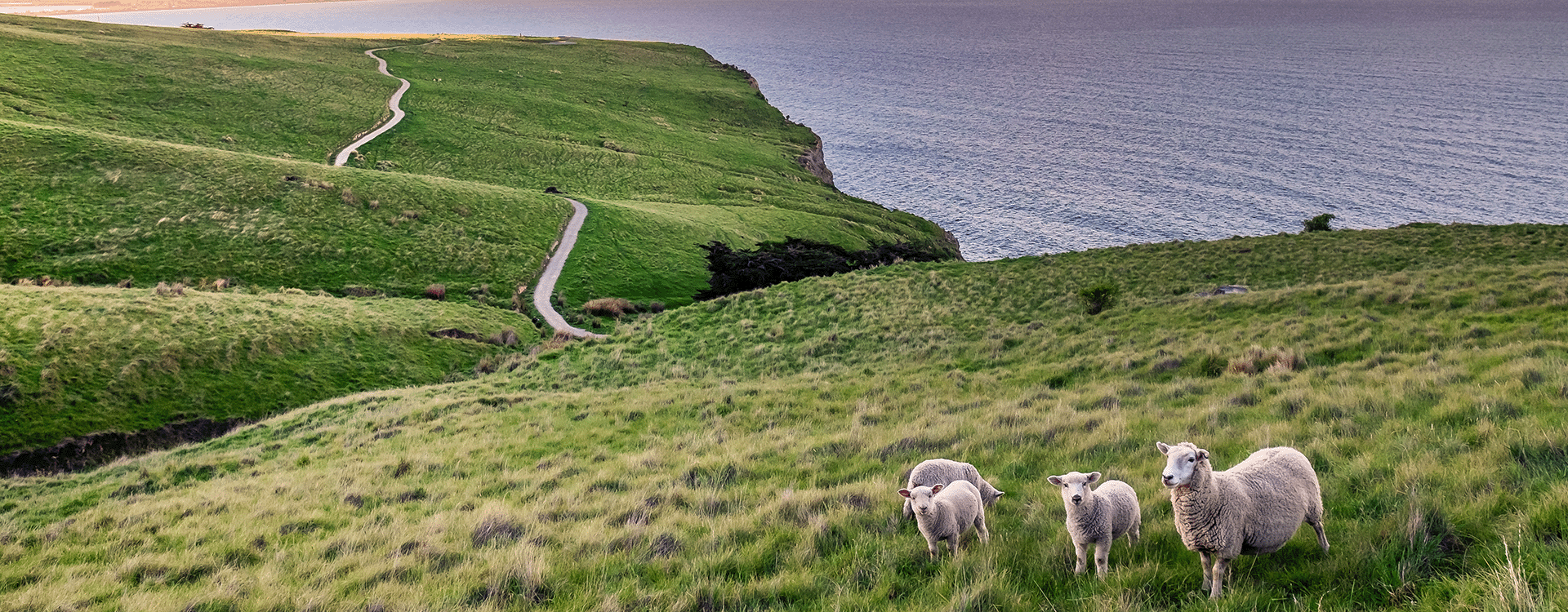 New Zealand coastal landscape, four sheep stand by a walking track